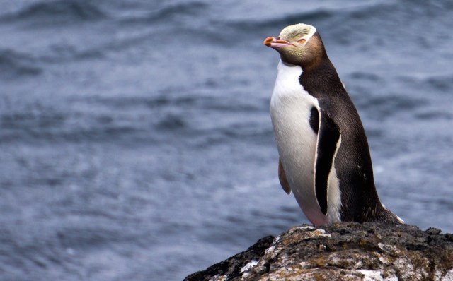 YEP LWiggsOFS _DSC2419 20110212_